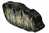Polished Mammoth Molar Slice - South Carolina #106419-1